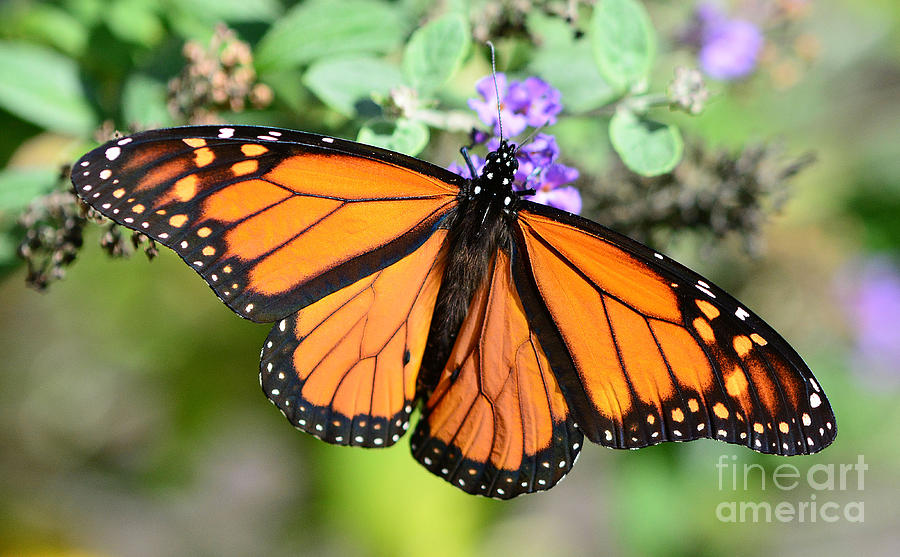 The Monarch #1 Photograph by Cindy Manero