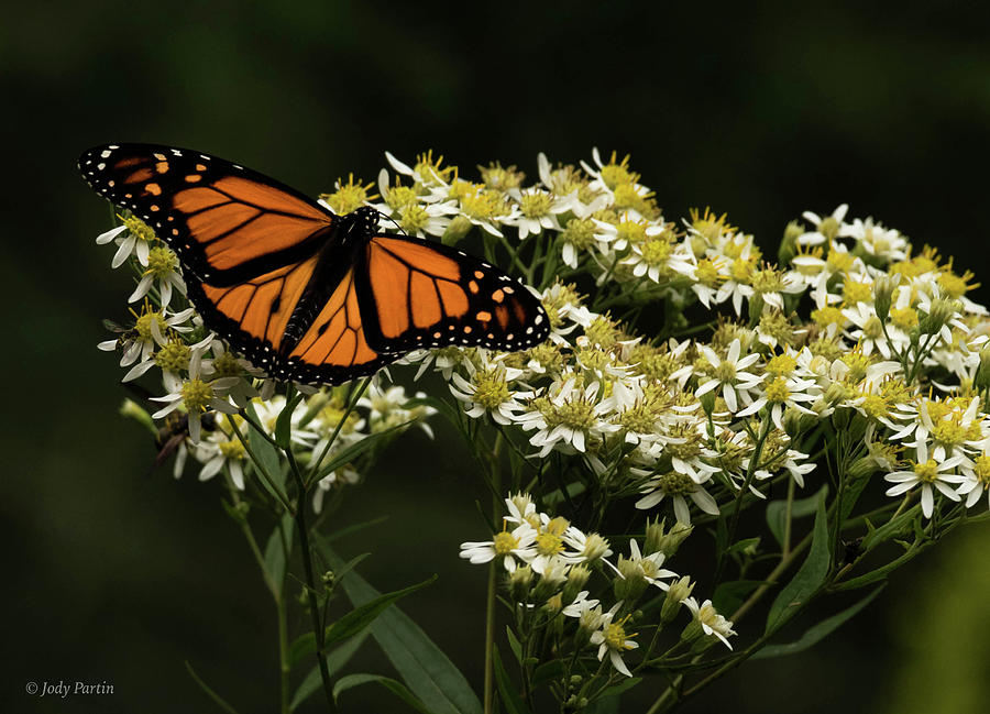 Monarch Photograph by Jody Partin