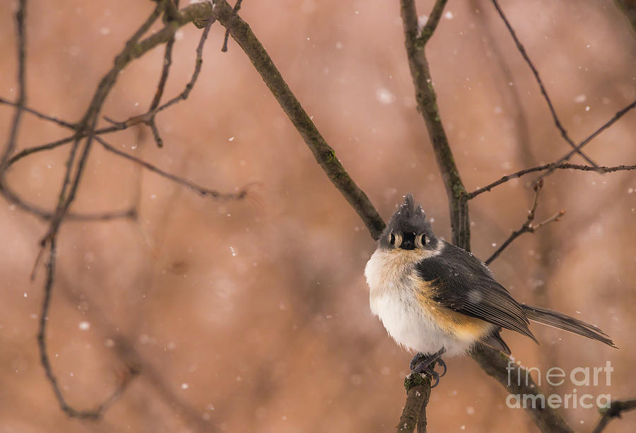 The Tufted Titmouse #1 Photograph by Heather Hubbard