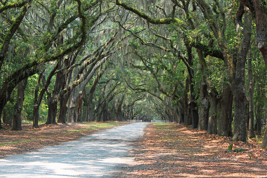 The Old South Series II Photograph by Suzanne Gaff - Fine Art America