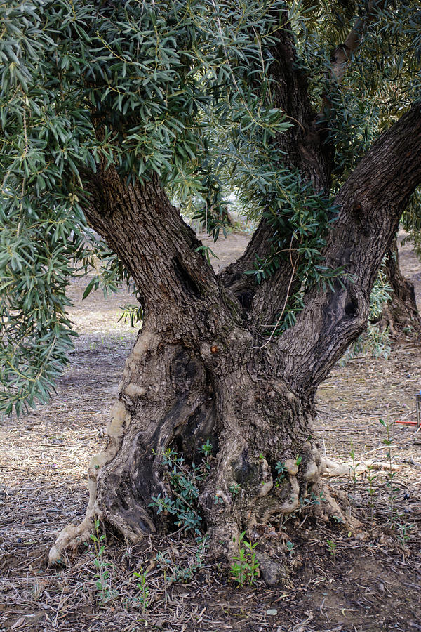 The Olive Tree #1 Photograph by Tikvahs Hope