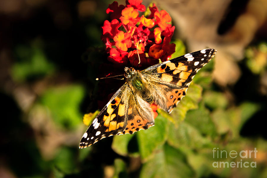 The Painted Lady #1 Photograph by Robert Bales