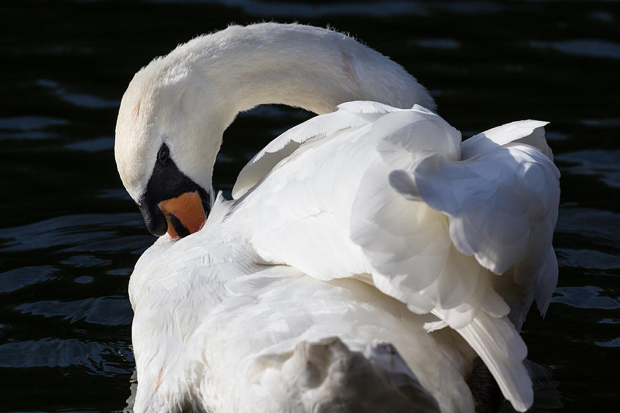 The Peaceful Swan Photograph