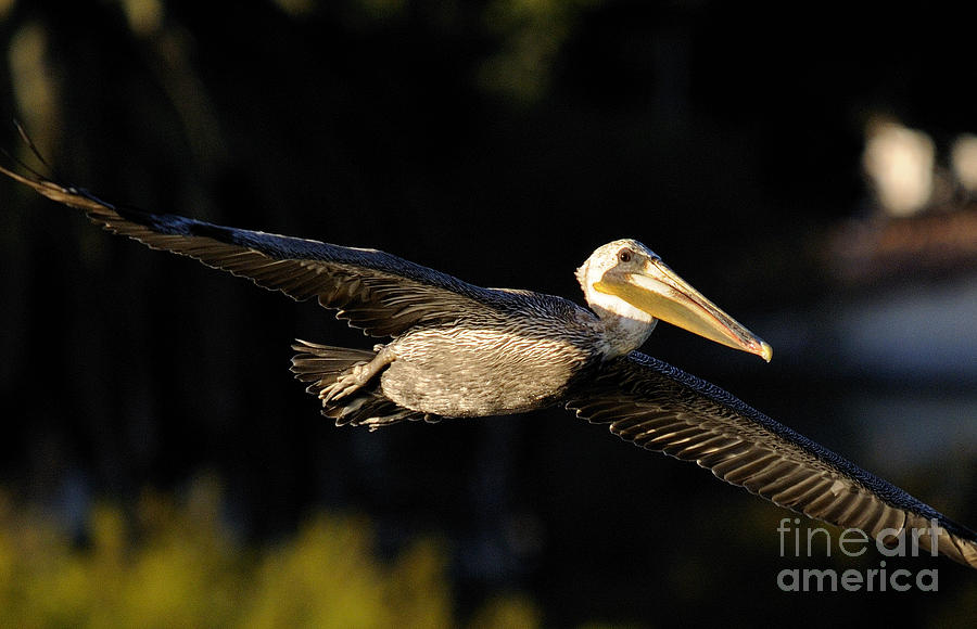 the Pelican #1 Photograph by Marc Bittan