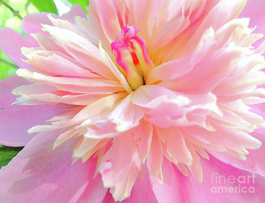 Nature Photograph - The Peony Dance #1 by Christine Belt