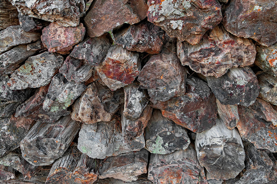 The Petrified Forest of the Black Hills in Western South Dakota is a