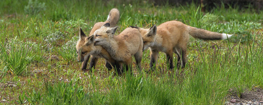 The Playful Fox Kits #1 Photograph by Yeates Photography