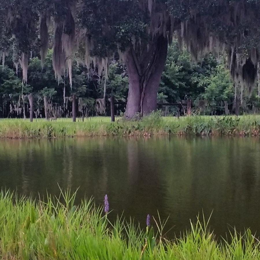 Nature Photograph - The Ponderosa Pond At Alligator Lake #1 by Karen Breeze