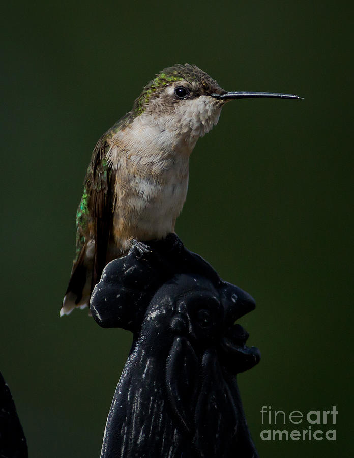 Hummingbird Photograph - The Pose by Douglas Stucky