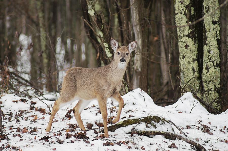 Doe in Snow Photograph by Benanne Stiens