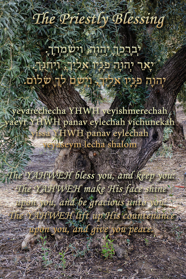 The Priestly Blessing Olive Tree #1 Photograph by Tikvahs Hope