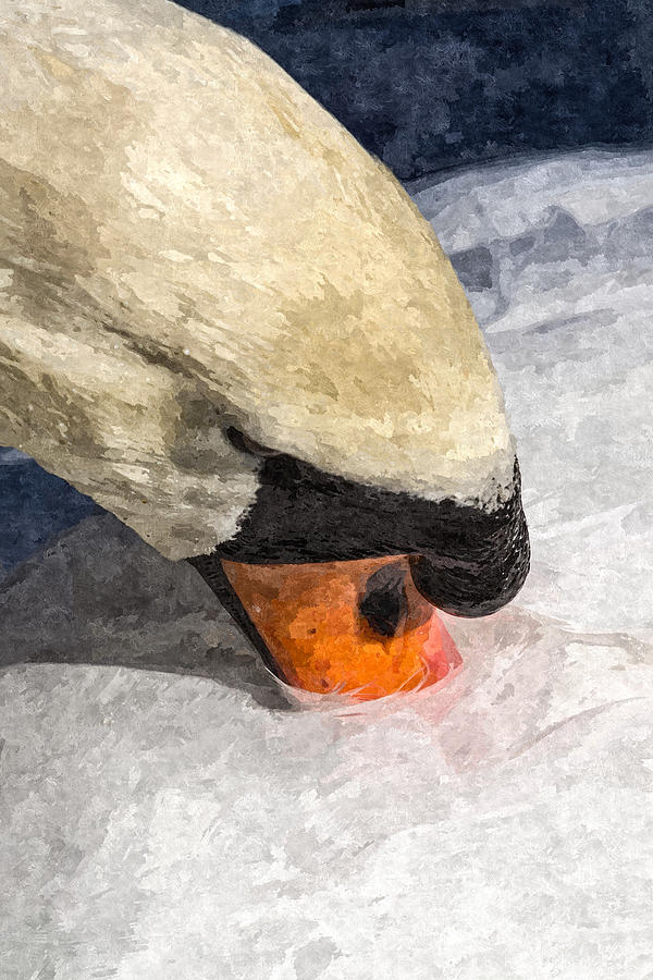 The Proud Swan Art #1 Photograph by David Pyatt