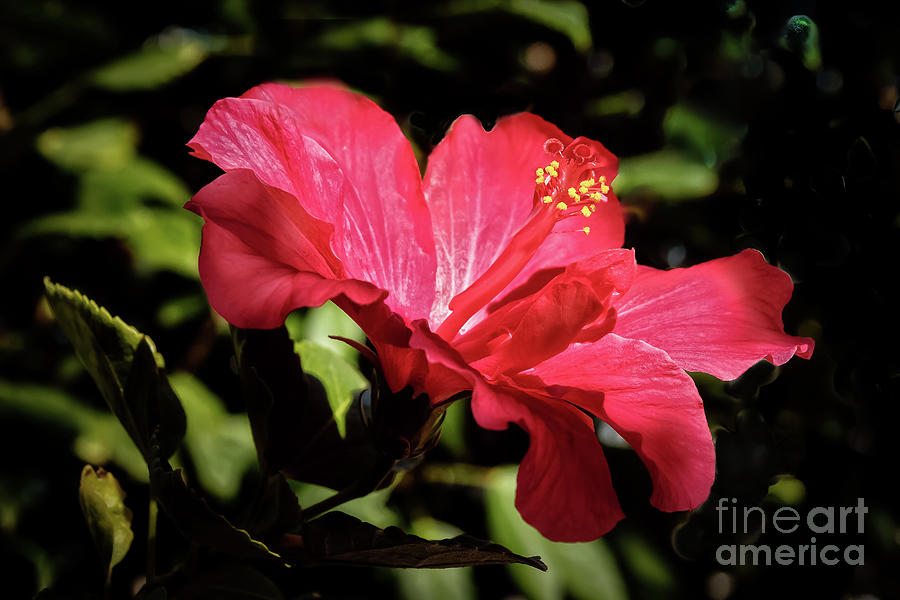 The Red Hibiscus #2 Photograph by Robert Bales