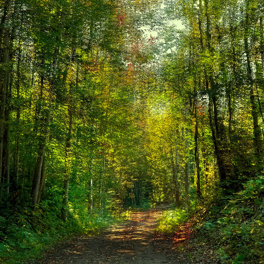 Fall Photograph - The Road to Cary Lake #1 by David Patterson