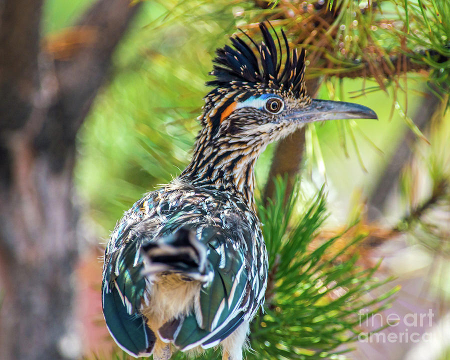 The Roadrunner #2 Photograph by Stephen Whalen