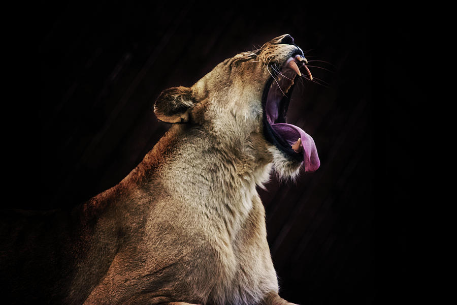 Wildlife Photograph - The Roar #1 by Martin Newman