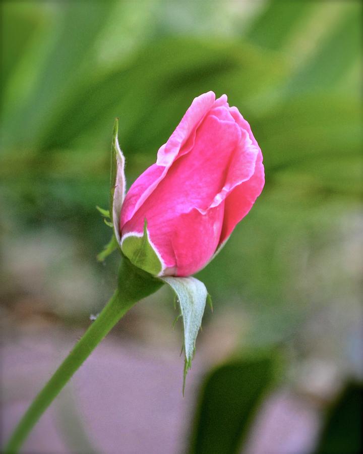 The Rose #2 Photograph by Carol Bradley