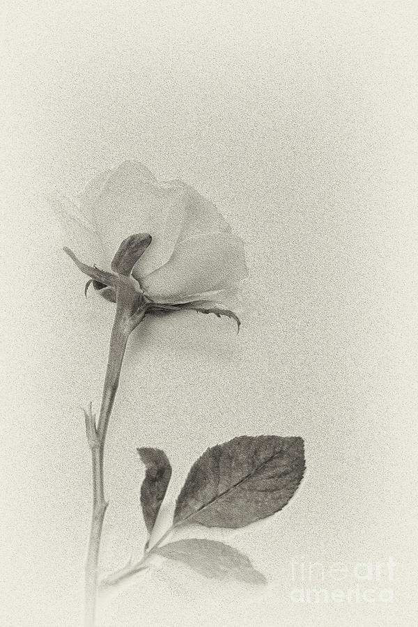 The Rose #1 Photograph by Kiran Joshi