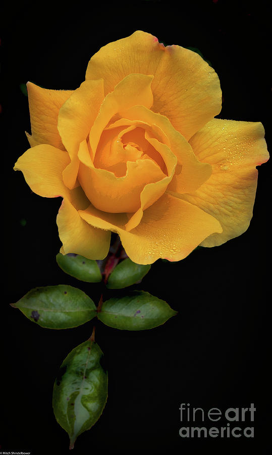 The Rose #1 Photograph by Mitch Shindelbower