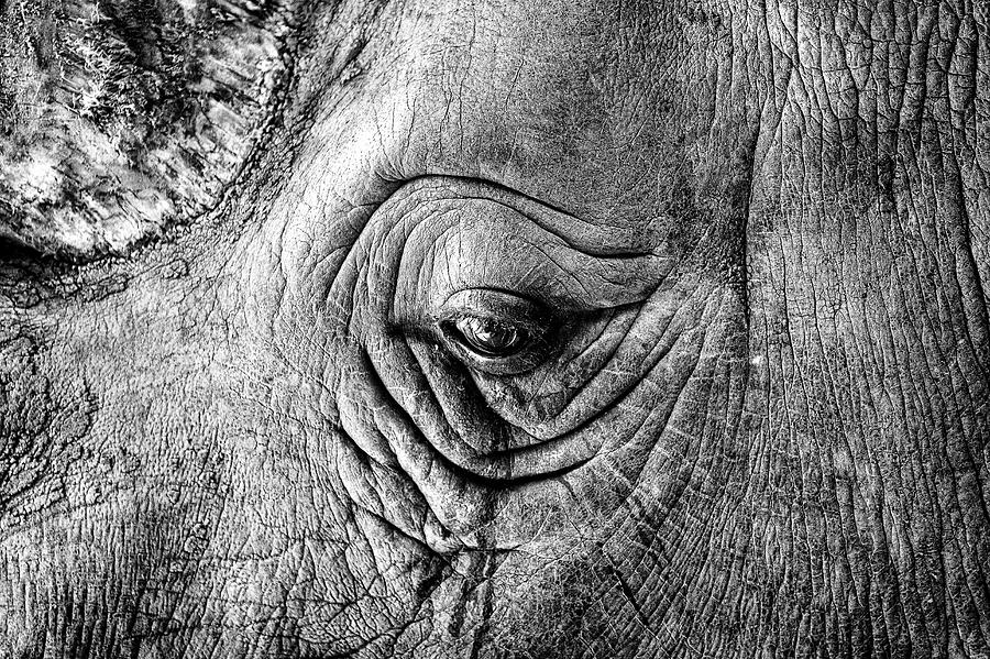 The sad eye of a rhino #1 Photograph by Joana Kruse