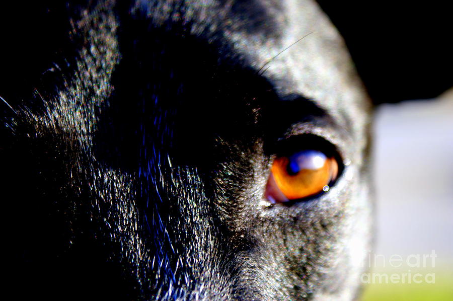 Dog Photograph - The Saint by Jennifer Diaz