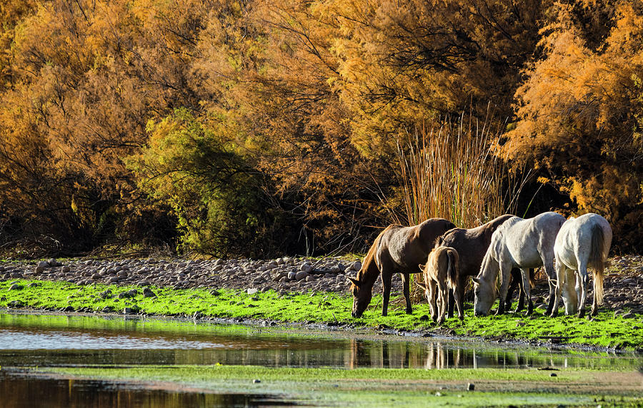 Horse Photograph - The Salt River Wild Horses  #1 by Saija Lehtonen