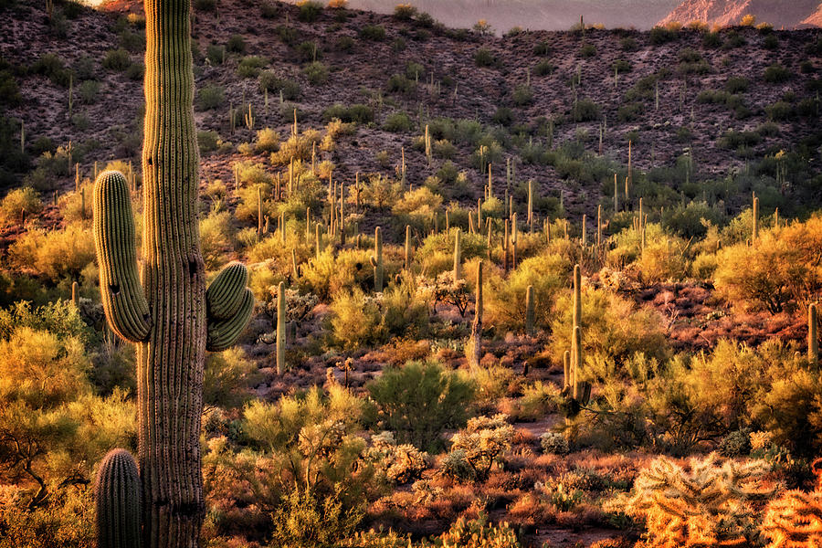 The Sentinels of the Sonoran Desert  #2 Photograph by Saija Lehtonen