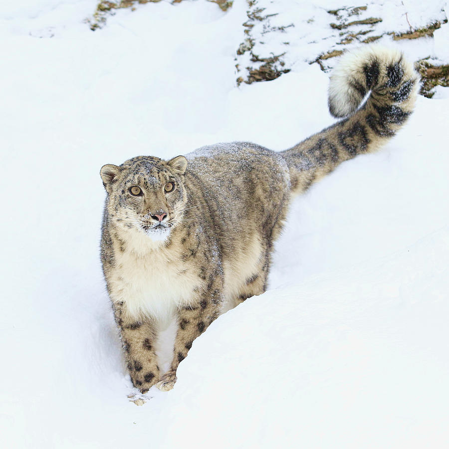 The Snow Leopard  #1 Photograph by Steve McKinzie