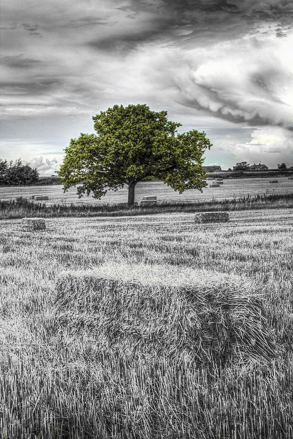 The Solitary Farm Tree Photograph