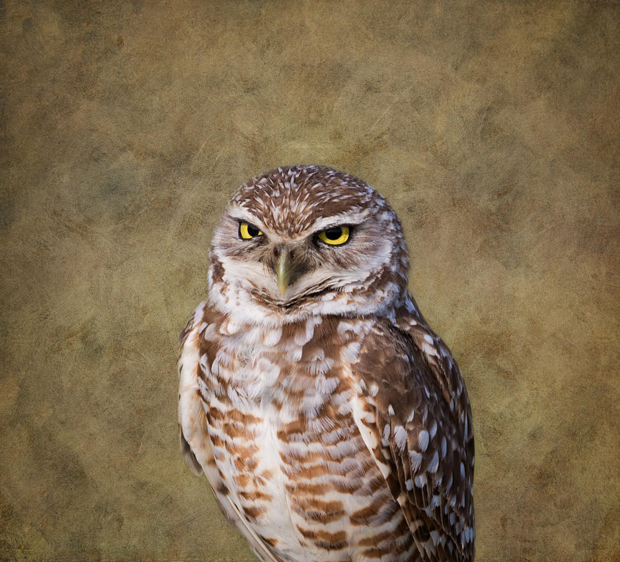 Owl Photograph - The Stare #1 by Kim Hojnacki