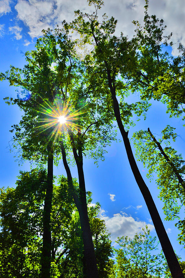 Moscow Photograph - The Sun, the Trees. #1 by Andy i Za