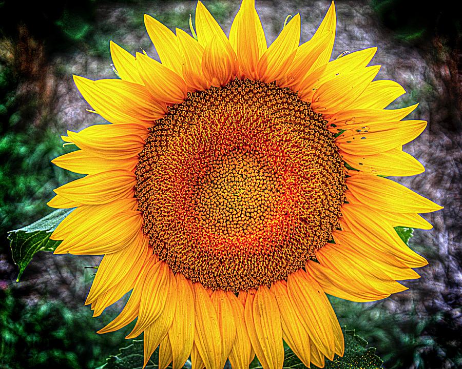 The Sunflower #1 Photograph by Karen McKenzie McAdoo