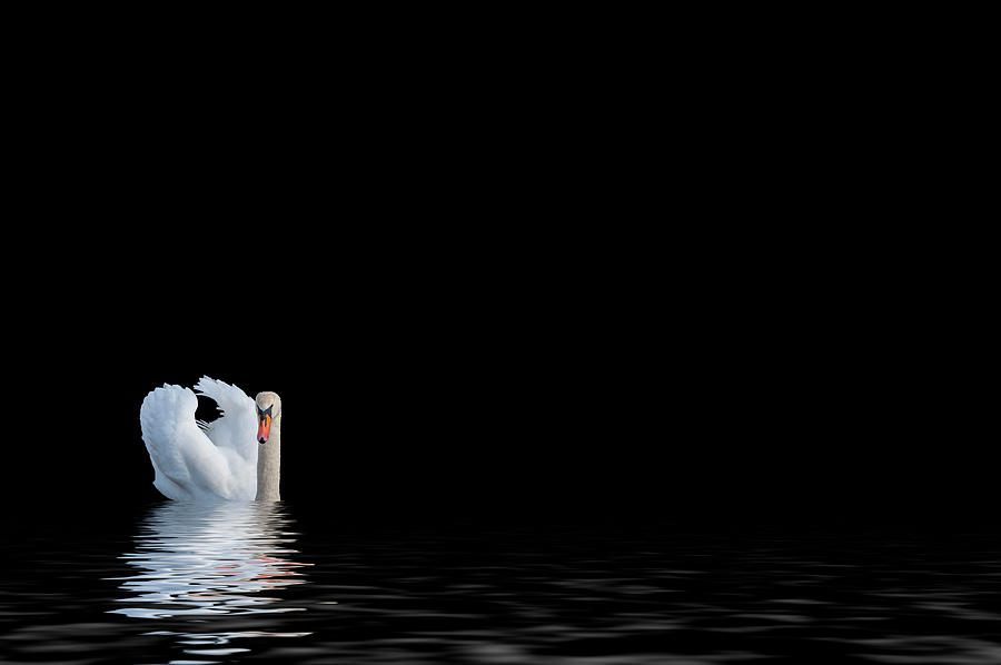 The Swan #3 Photograph by Cathy Kovarik