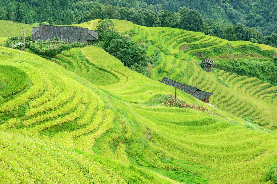 The terraced fields scenery in autumn #1 Photograph by Carl Ning
