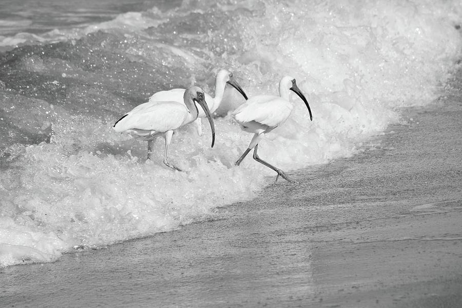 The Tide of the Ibises by Jenny Regan The Tide of the Ibises by Jenny Regan