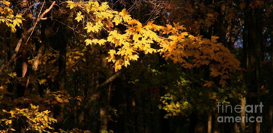 Tree Photograph - The Tranquility of Autumn #1 by Nadine Birge