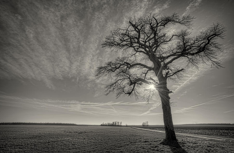 Sacramento Photograph - The Tree #1 by Jim Pearson