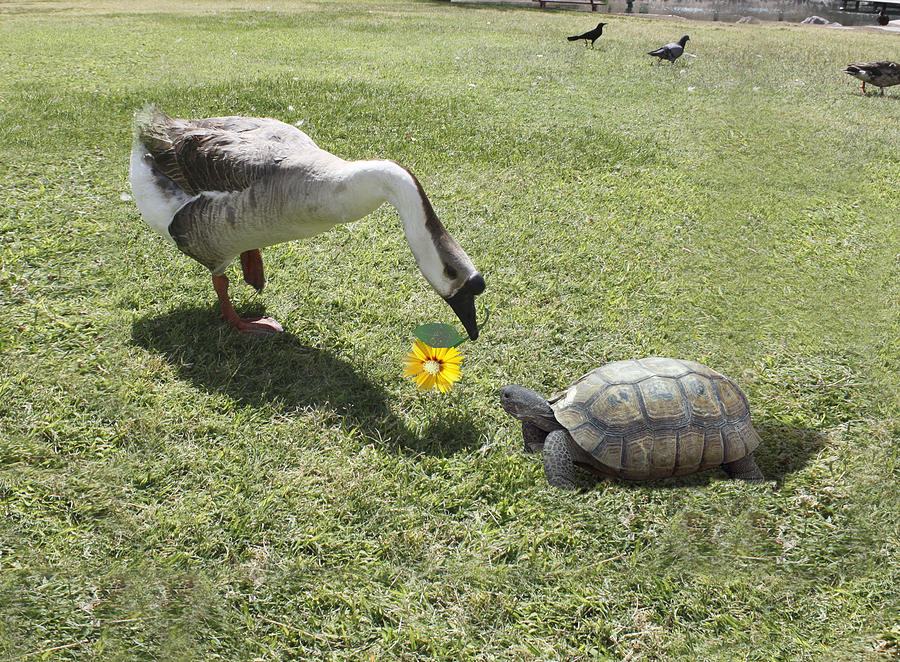 Goose Photograph - The Turtle and The Goose #2 by Gravityx9   Designs