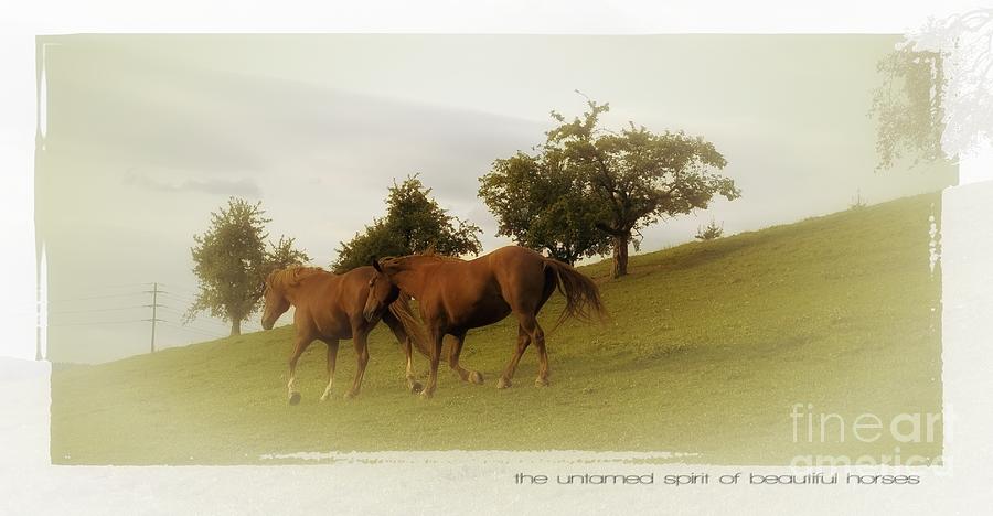 Horse Photograph - The Untamed Spirit of Beautiful Horses  #1 by Dania Reichmuth Photography