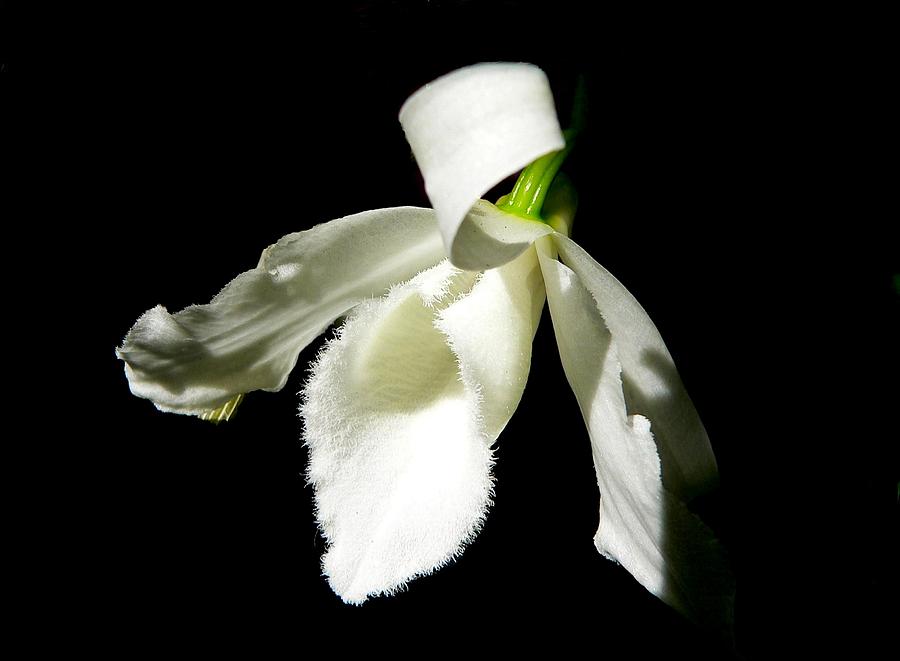 The White Orchid #1 Photograph by Rosalie Scanlon