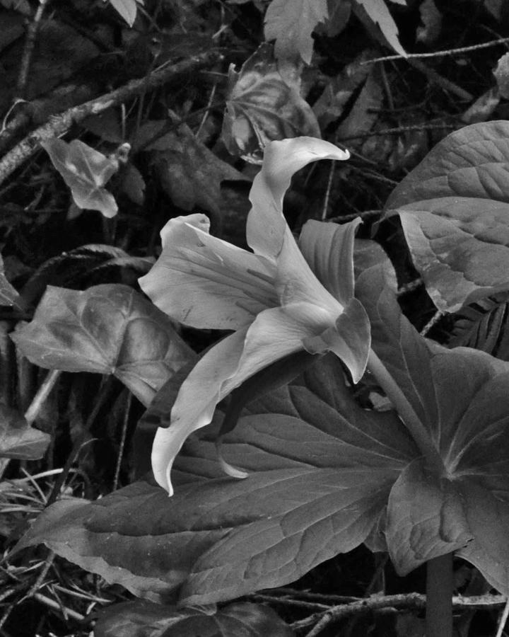 The Wild Trillium BW #1 Photograph by Charles Lucas