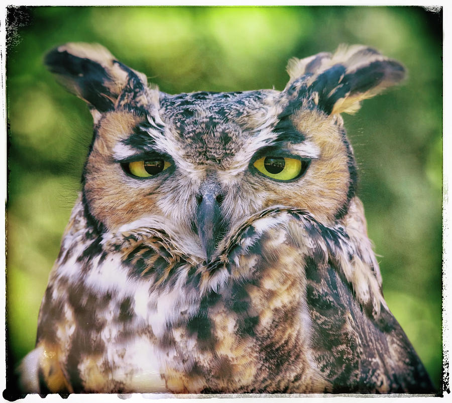 The Wise Old Owl #1 Photograph by Elaine Malott