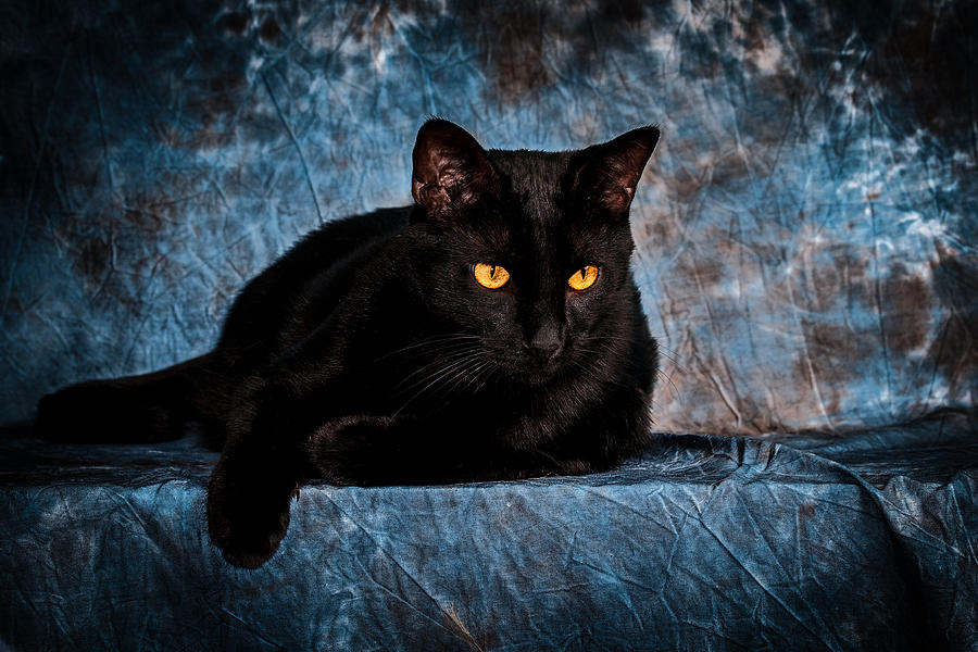 The Witches Cat #1 Photograph by Doug Long