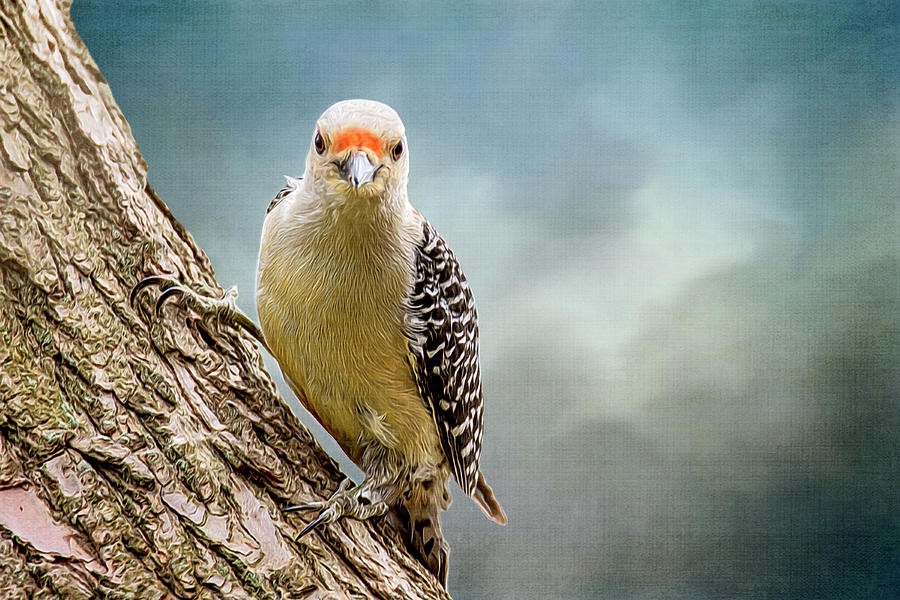 The Woodpecker #1 Photograph by Cathy Kovarik
