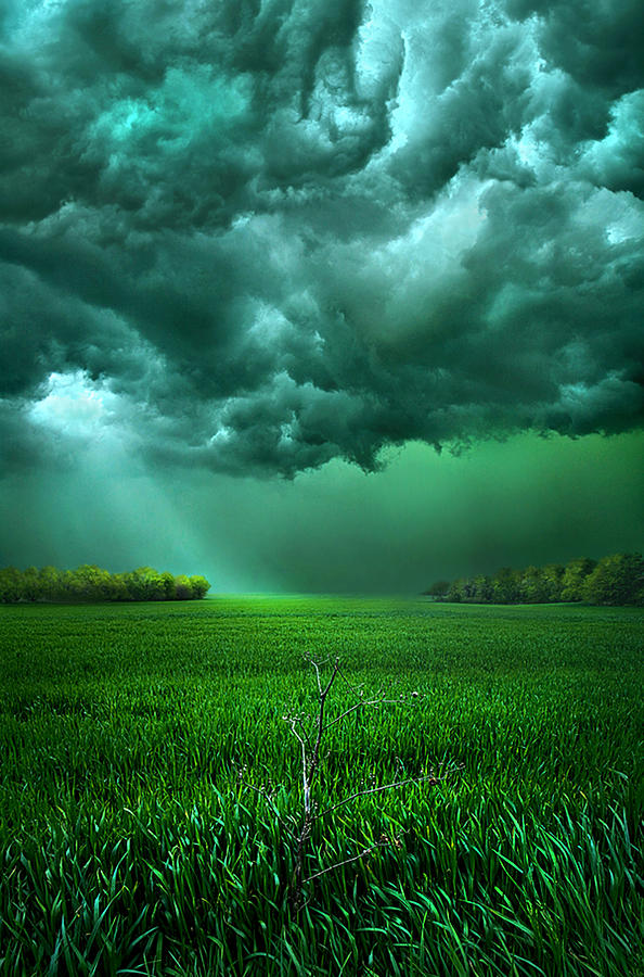 There Came a Wind #1 Photograph by Phil Koch