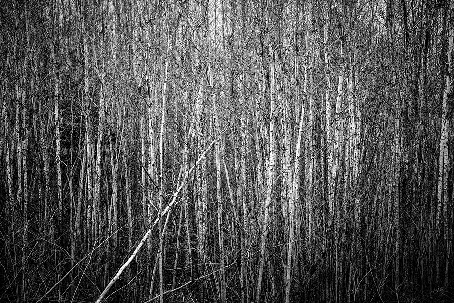 Thicket Photograph by Doug Gibbons