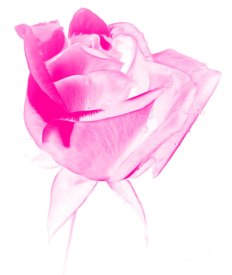 Rose Photograph - Think Of Me by Krissy Katsimbras Rose Photograph - Think Of Me by Krissy Katsimbras