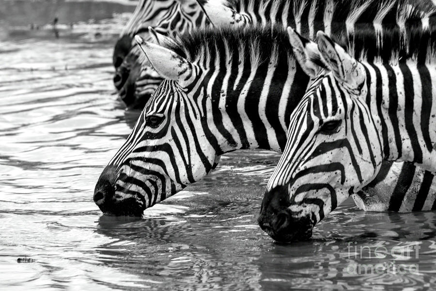 Thirsty Zebras #1 Photograph by Pravine Chester