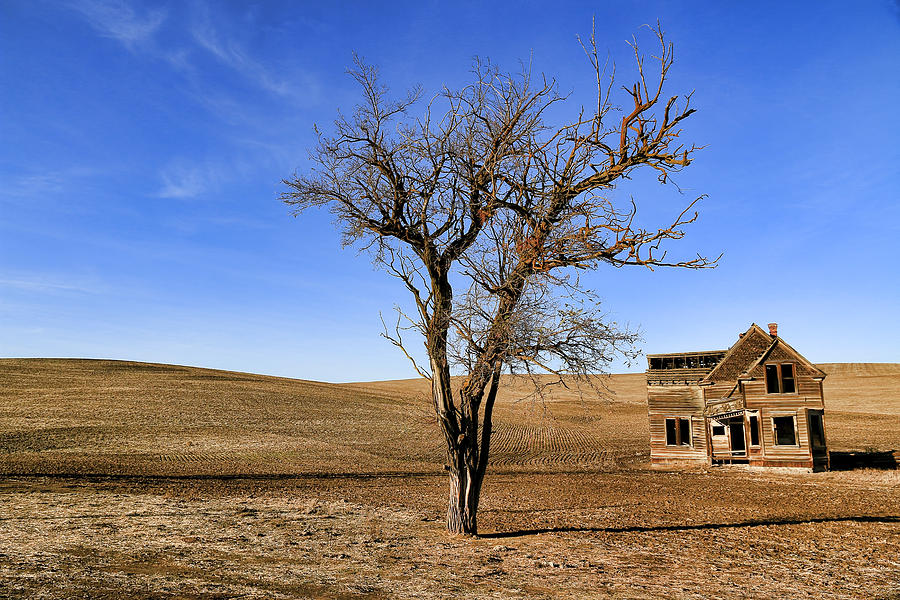 Tree Photograph - This old House #1 by Steve McKinzie