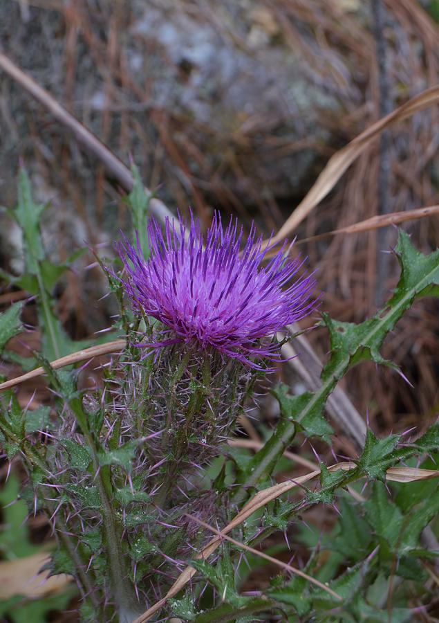 Thistle Beauty #1 Painting by Warren Thompson